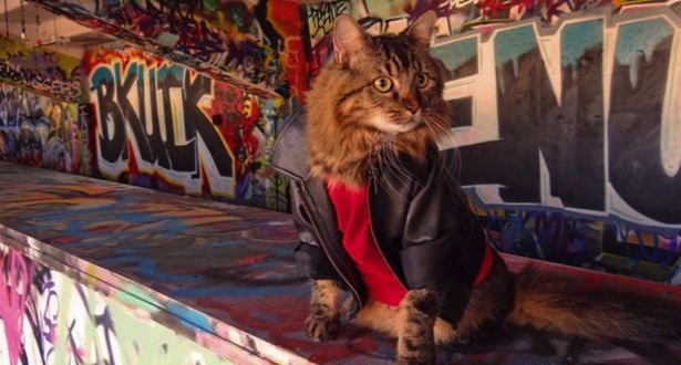 615x330_Cat HERO